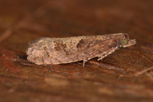 Epinotia caprana